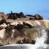 Zdjęcie z Republiki Półudniowej Afryki - Seal Island - Kapsztad