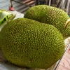 Zdjęcie z Tajlandii - największy owoc Tajlandii 