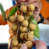 Zdjęcie z Tajlandii - smaczny longan
