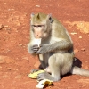 Zdjęcie z Tajlandii - po drodze do hotelu karmimy małpy