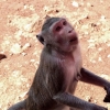 Zdjęcie z Tajlandii - małpy, jak to makaki, łobuzują i domagają się smakołyków