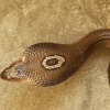 Zdjęcie z Tajlandii - kobra złapana na polu ryżowym