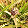 Zdjęcie z Tajlandii - rosną tu też słodziutkie ananasy