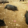 Zdjęcie z Tajlandii - świnie  - to majątek Yao