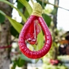 Zdjęcie z Tajlandii - tu prezerwatywy rosną nawet na drzewach :))