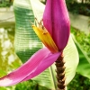 Zdjęcie z Tajlandii - kwiat bananowca