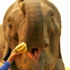 Zdjęcie z Tajlandii - słonie to straszne łakomczuchy:))