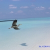 Zdjęcie z Malediw - ptaszek (Grey Heron)