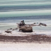 Zdjęcie z Tanzanii - W oczekiwaniu na przypływ.