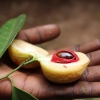 Zdjęcie z Tanzanii - Z wizytą na plantacji przypraw i owoców