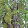 Zdjęcie z Tanzanii - Jack fruit