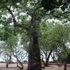 Zdjęcie z Tanzanii - Rośnie tu również baobab