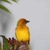 Zdjęcie z Tanzanii - Hotelowe żółte ptaszki