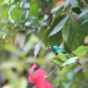 Zdjęcie z Tanzanii - Kolibry