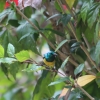 Zdjęcie z Tanzanii - Kolibry
