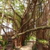 Zdjęcie z Tajlandii - wielkie drzewo będące wizytówką hotelu