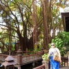 Zdjęcie z Tajlandii - to prawdopodobnie mahoniowiec oplątany lianami