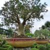 Zdjęcie z Tajlandii - sektor bonsai 