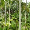 Zdjęcie z Tajlandii - dżungla w Nong Nooch