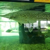 Zdjęcie z Tajlandii - ryba jakaś "marlinowata" :))
