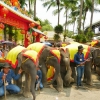 Zdjęcie z Tajlandii - w Parku NN są też o określonych godzinach pokazy słoni