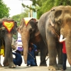 Zdjęcie z Tajlandii - w zyciu nie widziałam tak ogromnego słonia jak ten po prawej