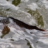 Zdjęcie z Tajlandii - tajemnicza wielka ryba o czerwonej łusce:))