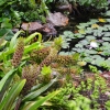 Zdjęcie z Nowej Zelandii - Waitati Gardens - jeden z paru stawow