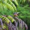 Zdjęcie z Nowej Zelandii - Ciekawski ptaszek