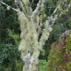 Zdjęcie z Nowej Zelandii - Porosty oblepiajace drzewa
