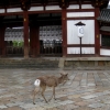 Zdjęcie z Japonii - Nara