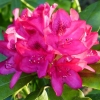 Zdjęcie z Polski - dziś rozwinął się mój pierwszy z wielu różnych Rododendron; Hurra:))