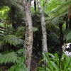 Zdjęcie z Nowej Zelandii - Zakamarki ogrodu
