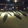 Zdjęcie z Egiptu - mumie krokodyli