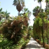 Zdjęcie z Egiptu - ogród botaniczny