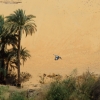 Zdjęcie z Egiptu - zimorodek srokaty