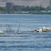 Zdjęcie z Egiptu - rybitwy