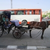 Zdjęcie z Egiptu - Przejażdżka dorożką konna po Luksorze