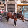 Zdjęcie z Egiptu - Przejażdżka dorożką konna po Luksorze