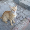 Zdjęcie z Egiptu - egipskie koty