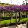 Zdjęcie z Włoch - co i raz mijamy piękne ogródki