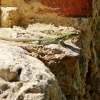 Zdjęcie z Włoch - a po ruinach biegają jaszczurki 