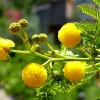 Zdjęcie z Włoch - piękna flora pod postacią lokalnej mimozy