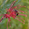 Zdjęcie z Australii - Australijska mala pszczola na kwiatku