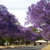 Zdjęcie z Australii - Jacarandy kwitnace w Adelajdzie