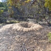 Zdjęcie z Australii - A to wielachne gniazdo nogal prążkowanego