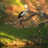 Zdjęcie z Australii - Pelikan nad rzeka Onkaparinga