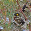 Zdjęcie z Australii - Czarne kakadu wcinajace jakies szyszki