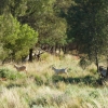 Zdjęcie z Australii - Zdziczale kozy, w Australii traktowane jako szkodniki