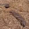 Zdjęcie z Australii - Para jaszczurek sleeping lizards 